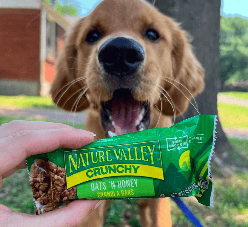 Nature Valley Protein Bars Review — Consciously Katelyn